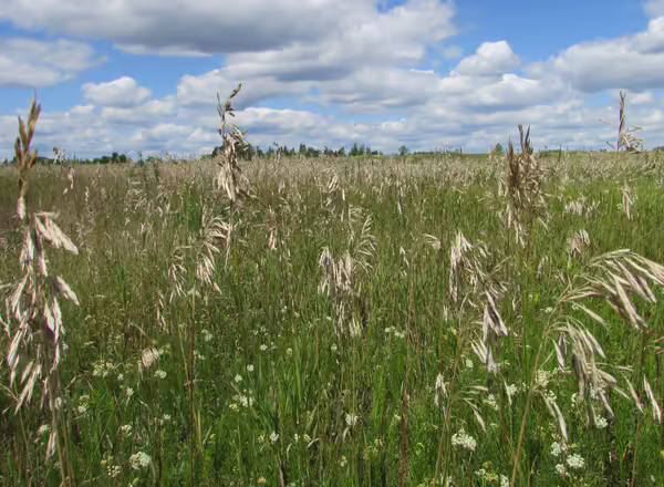 field of smooth brome