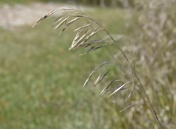 dried out inflorescence of smooth brome