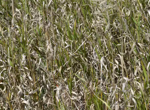 dried curled leaves of smooth brome