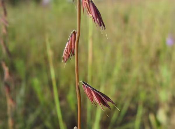 closeup of side oats grama spikelets