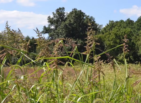 field of barnyard grass
