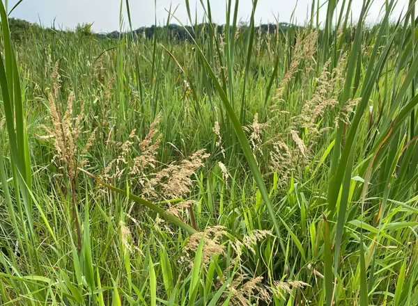 bluejoint grass growing among cattails