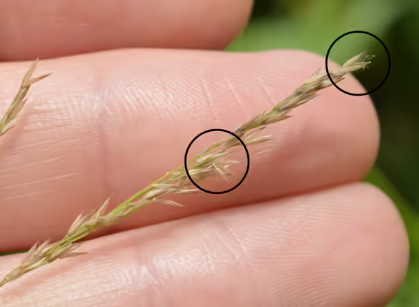 hand holding bluejoint inflorescence, with two black circles showing tufts of white hairs
