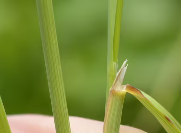 membranous ligule of bluejoint grass