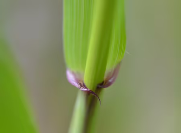 stem of grass where leaf blade joins