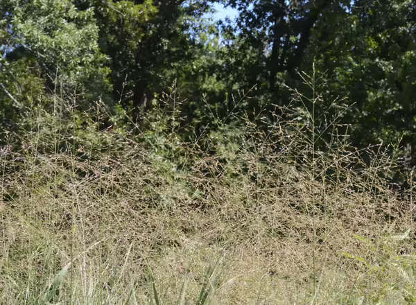 switchgrass in bloom in a field