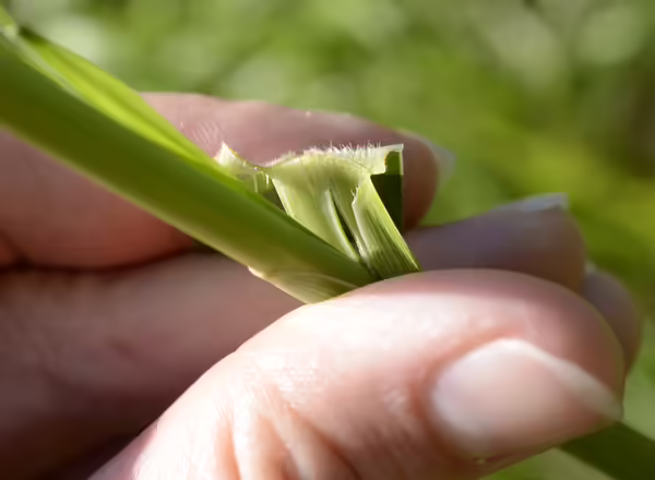 hand holding leaf blade back from stem