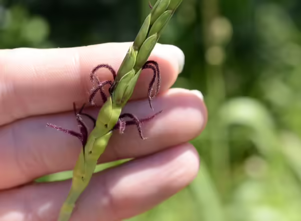 hand holding gama grass inflorescence with red stigmas