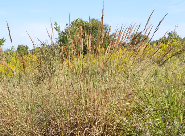 clump of Indiangrass in bloom