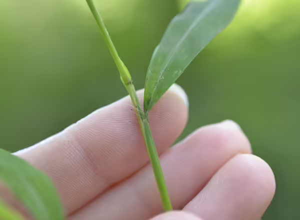 hand holding stiltgrass