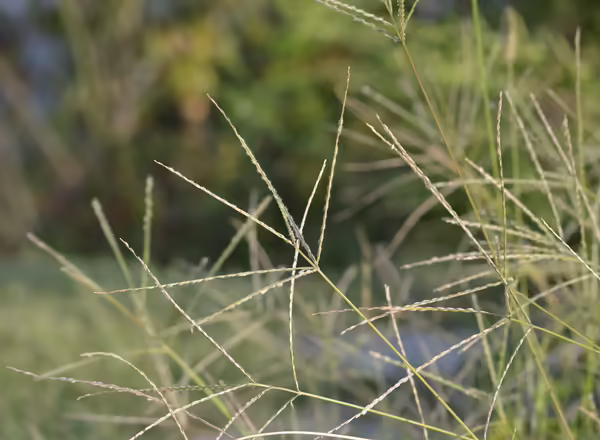 crabgrass in bloom