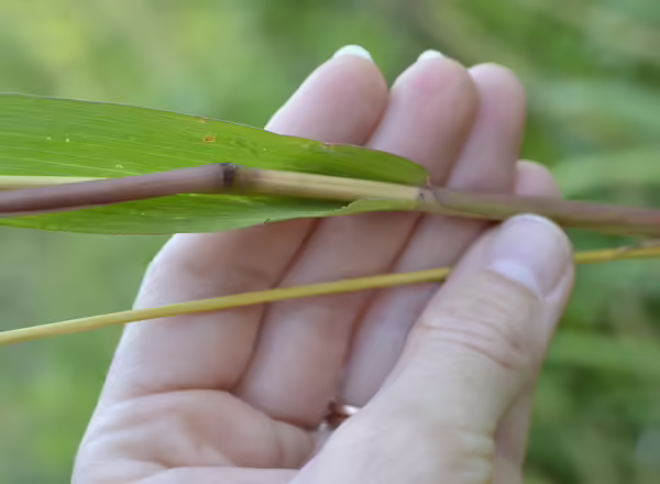 hand holding grass stem