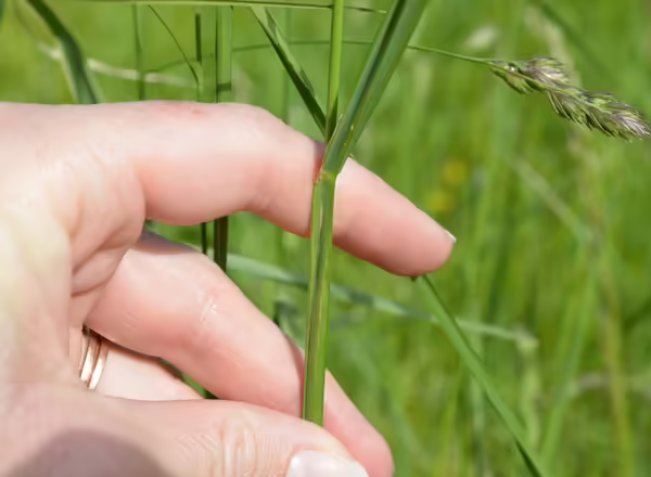 hand holding stem showing keeled leaf sheath