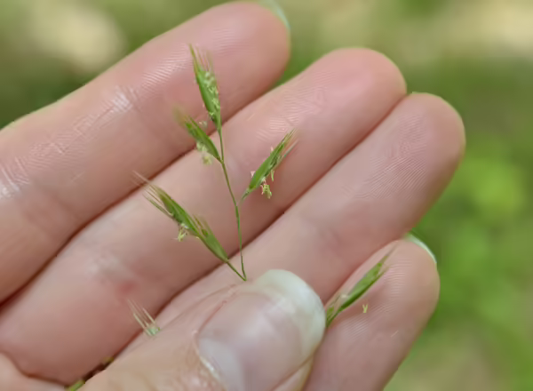 hand holding grass inflorescence