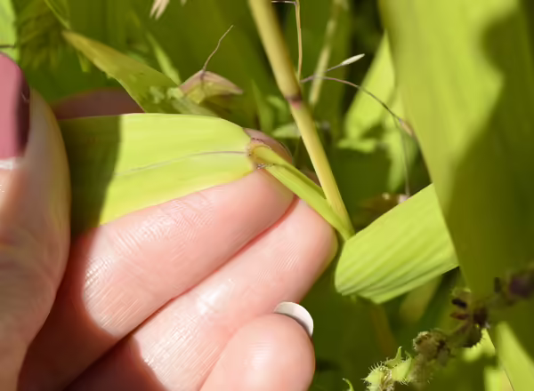 hand holding grass blade