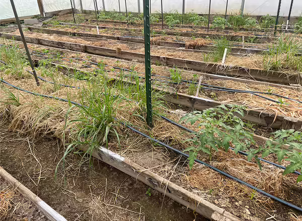 tomatoes planted into cover crop residue in rows in high tunnel