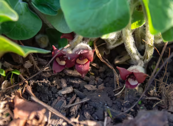 Flowers of wild ginger