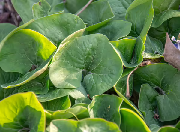 green heart-shaped leaves of wild ginger