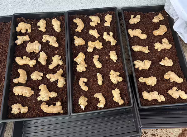 trays with soil and ginger rhizome spaced out on the top of the soil