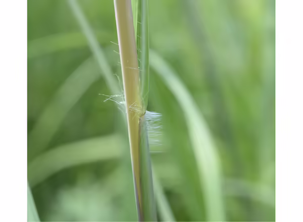 grass stem