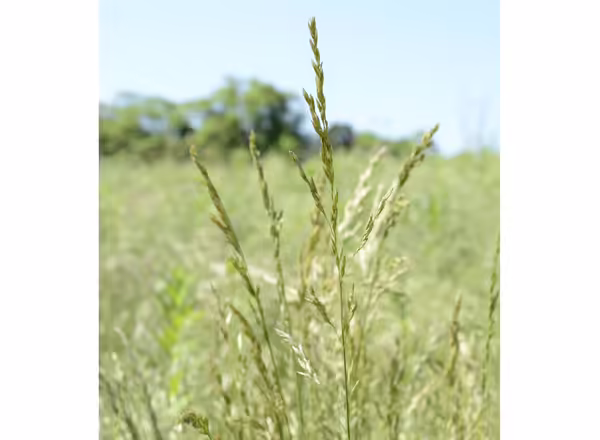 spike-like panicle inflorescence of tall fescue