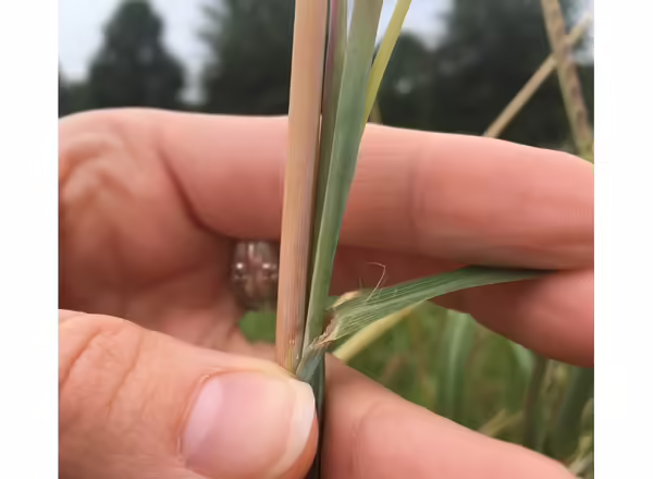 hand holding leaf blade away from stem