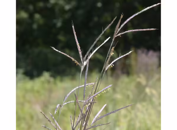 Big bluestem in flower