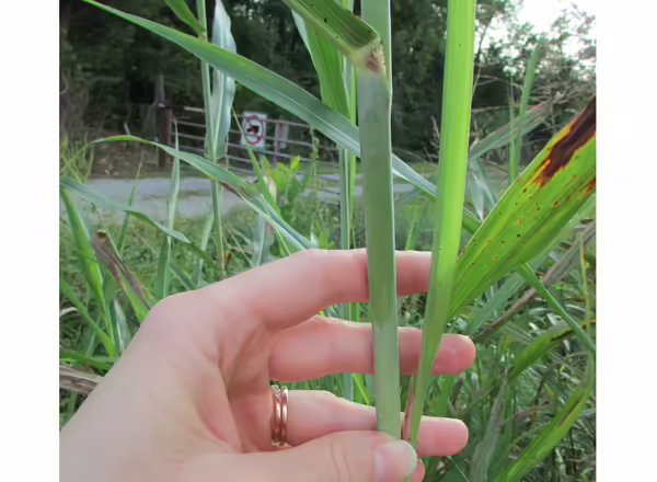 hand holding grass stem with whitish coating on it