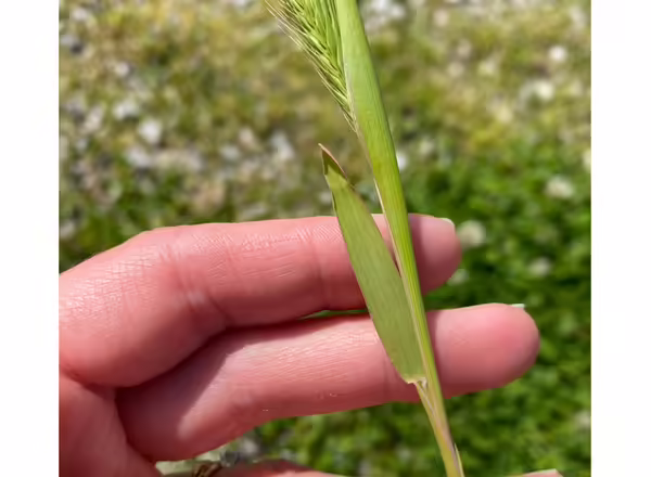 hand holding grass stem