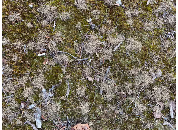 clumps of dried corkscrew leaves on forest floor