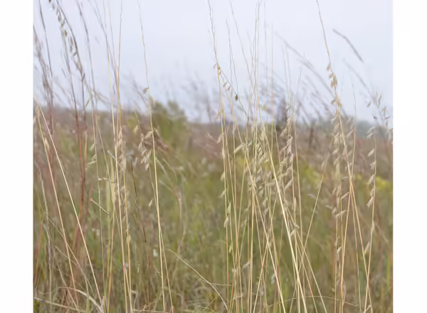 clump of side oats grama in a prairie