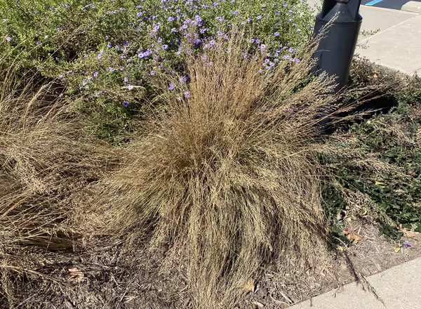 clump of prairie dropseed in the fall in a pollinator garden