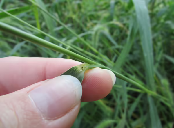 Foxtail leaf with short hairy ligule