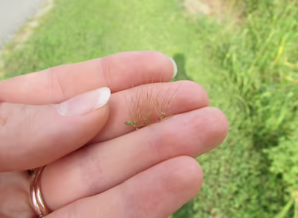 hand holding bristles