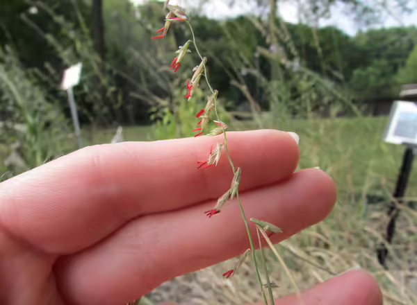 hand holding grass inflorescence with red anthers