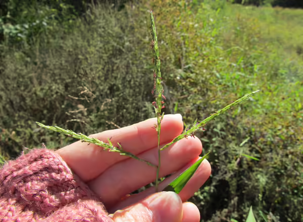 hand holding inflorescence of stiltgrass