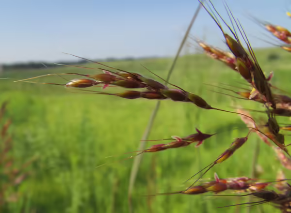 orange hairy spikelets of Indiangrass with awns