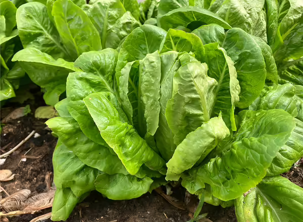 green head lettuce in garden