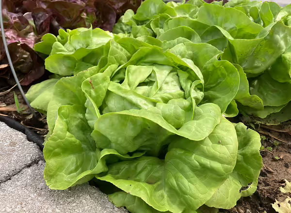 green head lettuce in garden