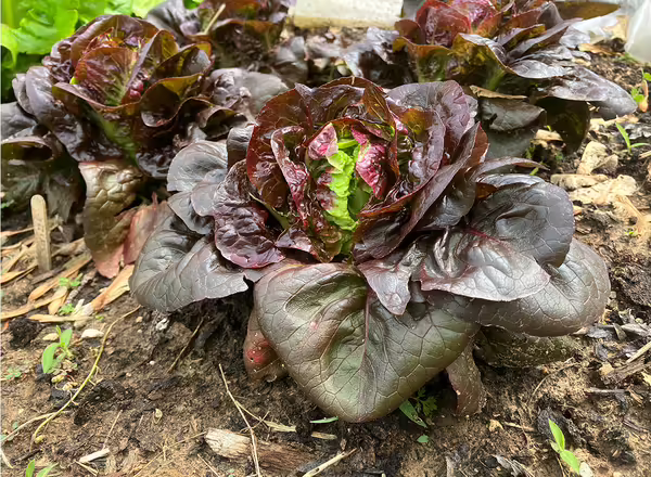 burgundy and green head lettuce growing in garden