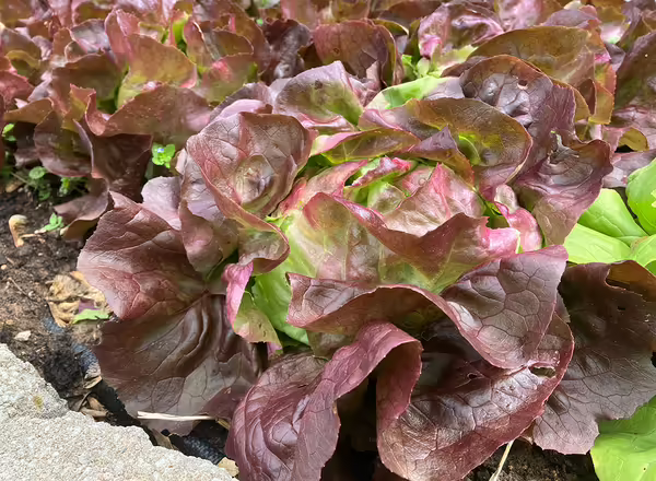 green and red head lettuce in garden