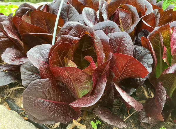 red head lettuce in garden