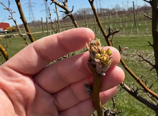 person's hand behind fruit tree buds