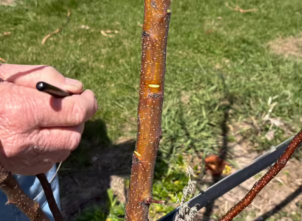 young apple truck with notches cut above buds