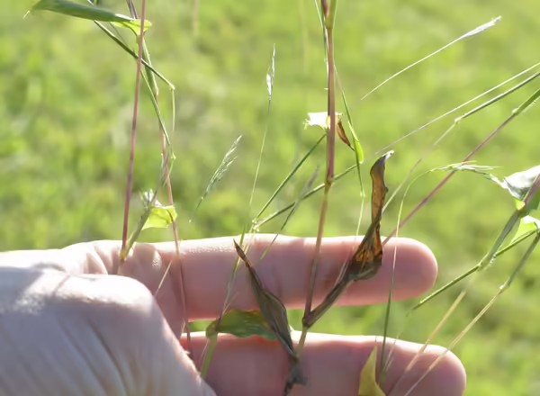 hand holding stems of small carpetgrass