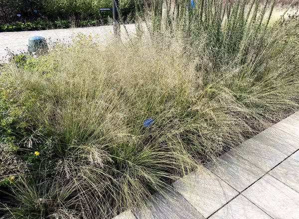 clumps of prairie dropseed in bloom in a landscape bed surrounded by pavers