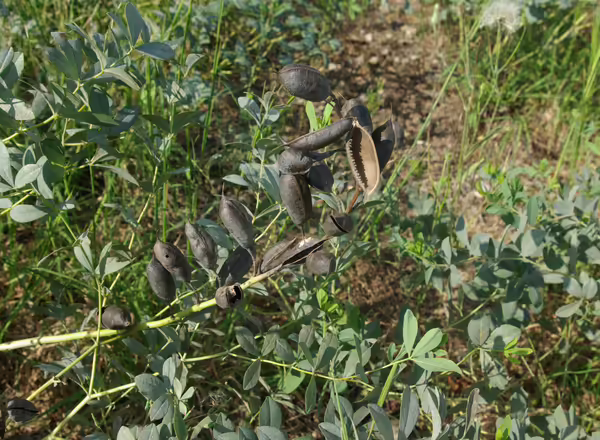 Black, mature seed pods of Baptisia