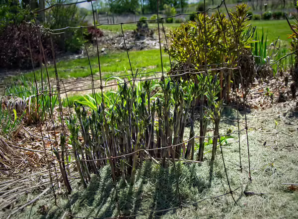 emerging shoots of Baptisia
