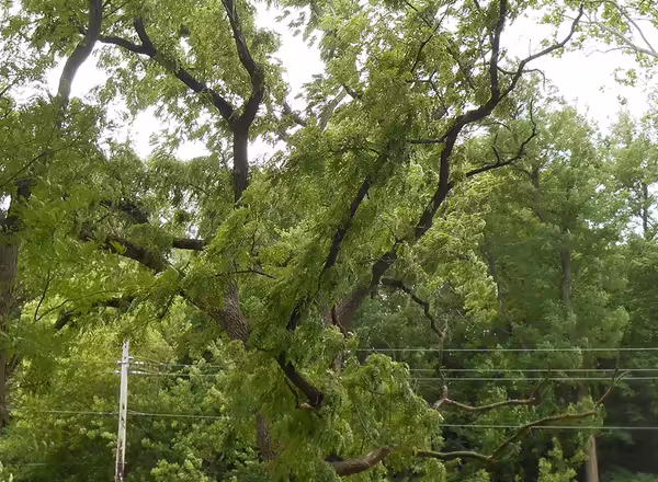 Black walnut tree