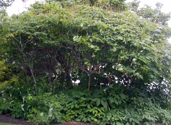 Bottlebrush buckeye tree